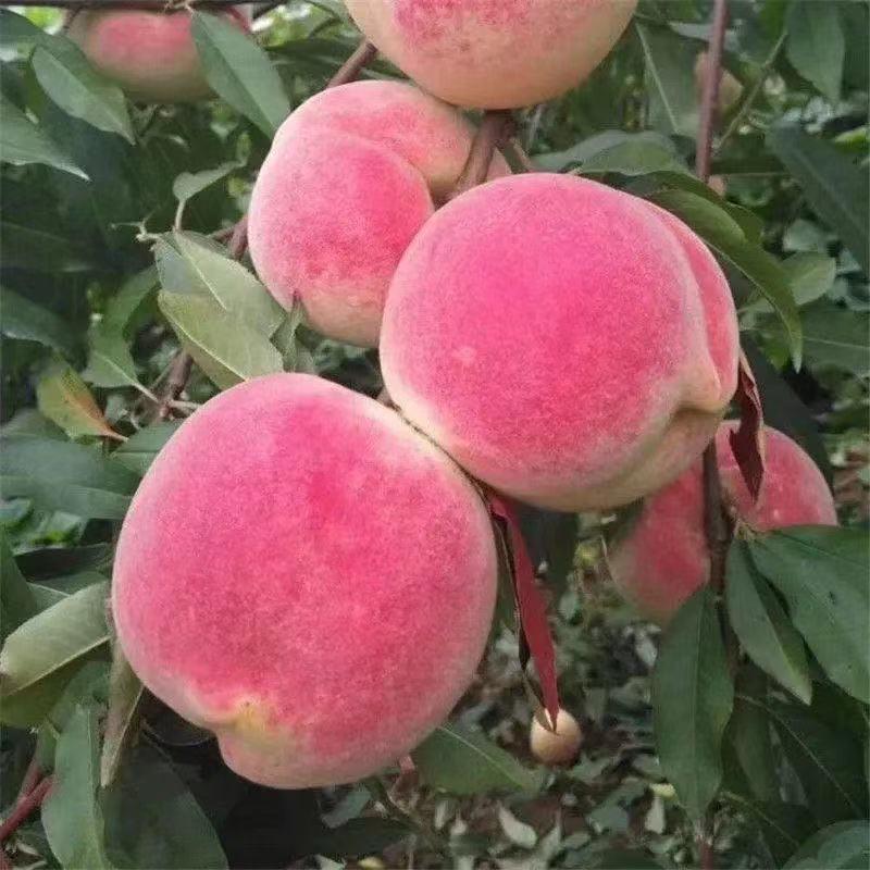 米花果树苗木专营店
