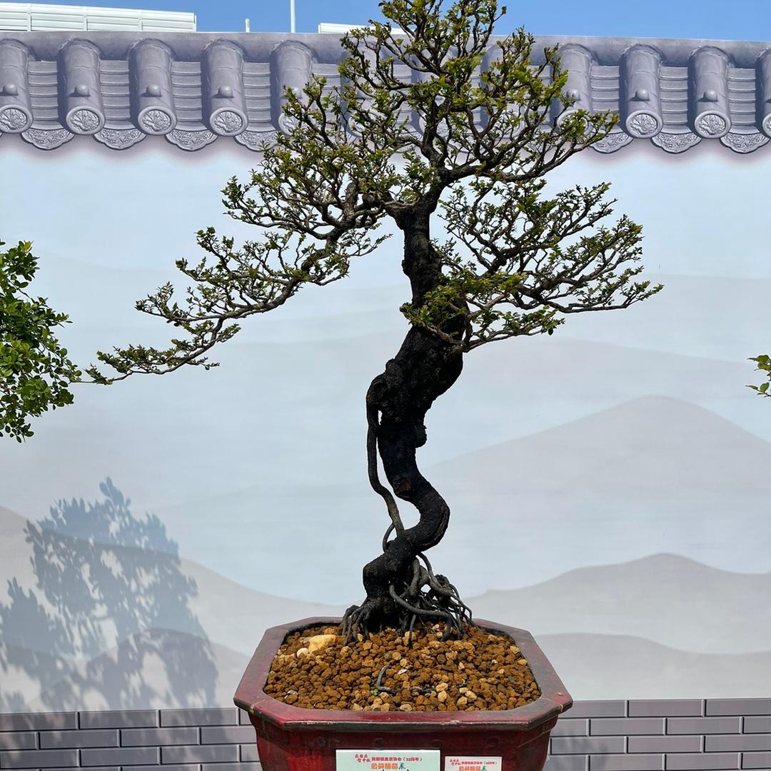 中山十八子盆艺