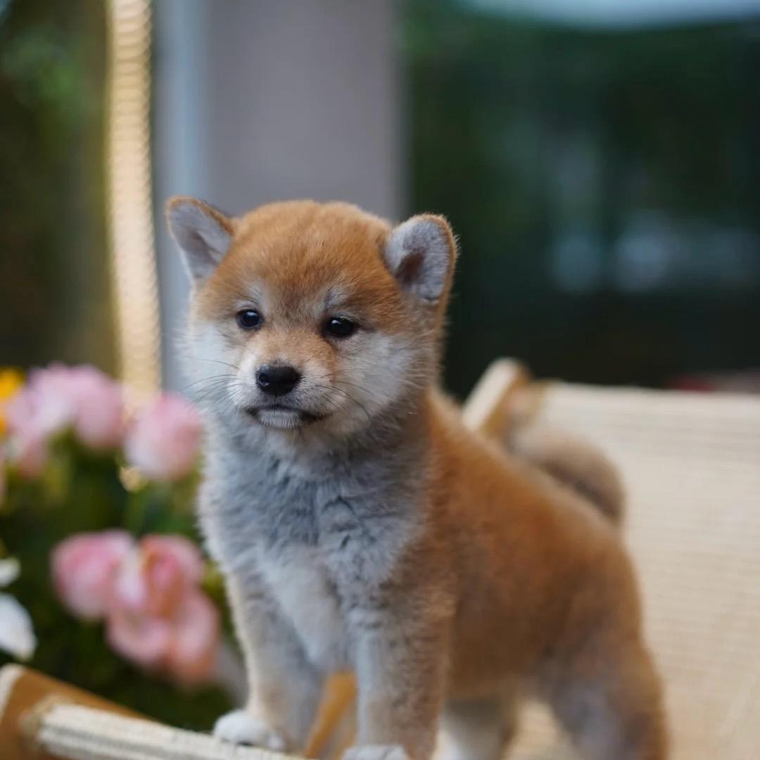 馒头犬舍🐶 全国发