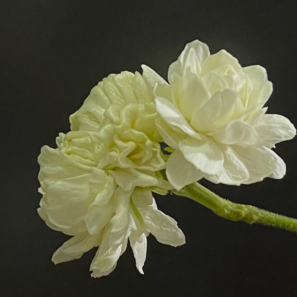 小茉莉