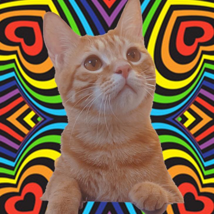 这只橘猫叫年年