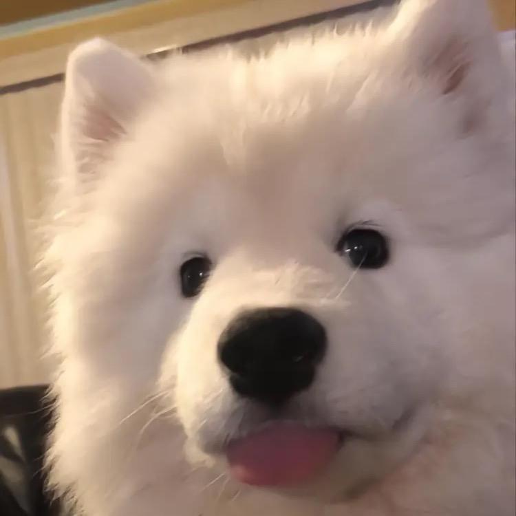 借钱买只小金毛