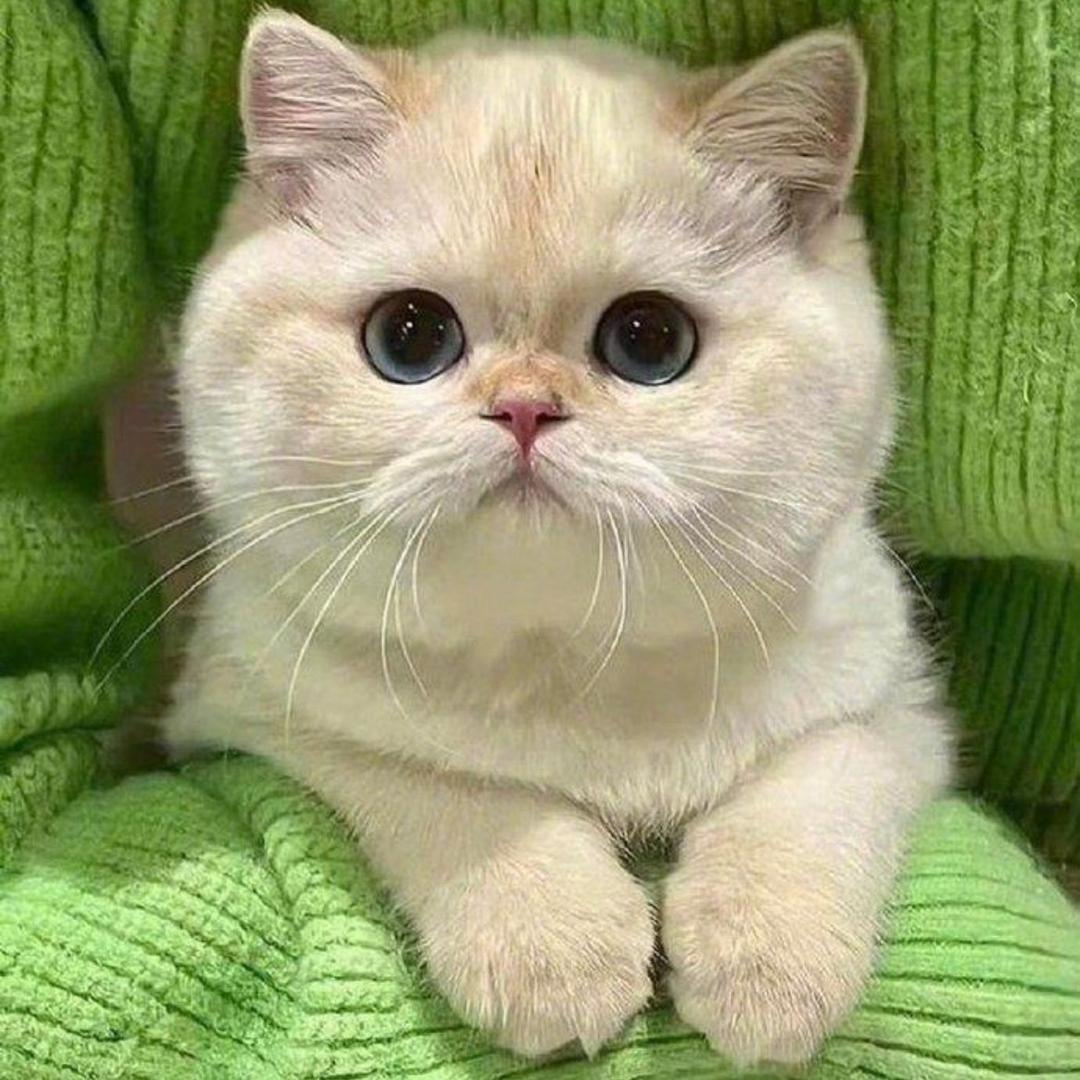 喵喵🐱