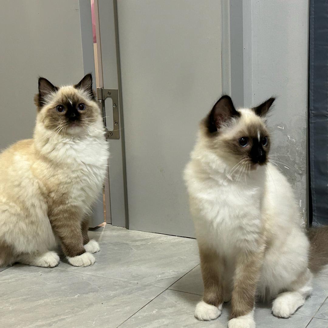 吉娃娃，布偶犬舍