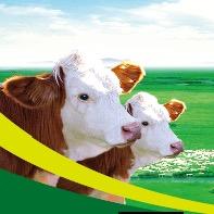 哈巴河县疆山牧场牛羊肉