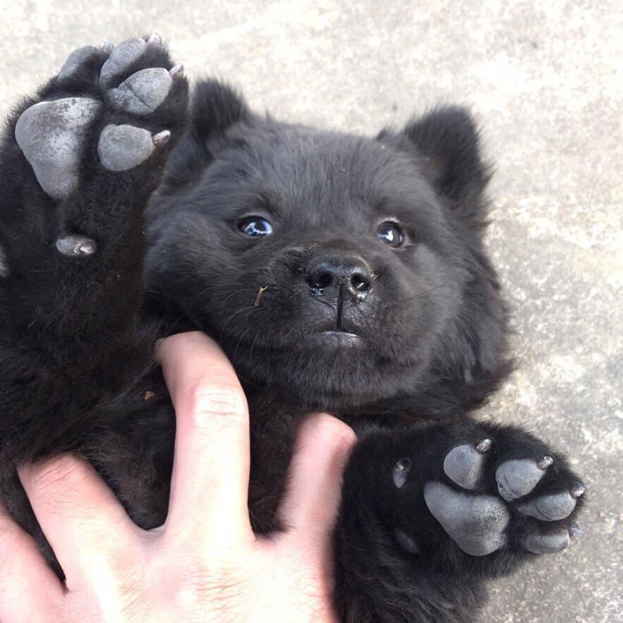 欢缘中华田园犬