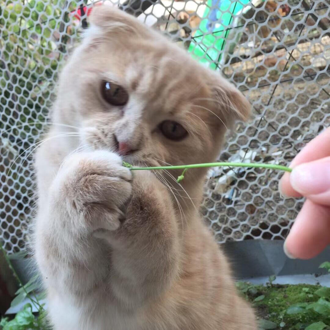 家有萌宠