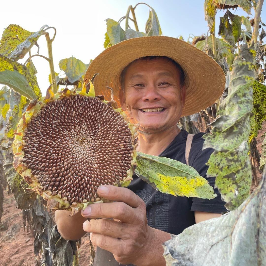 峨山李红标红瓜子
