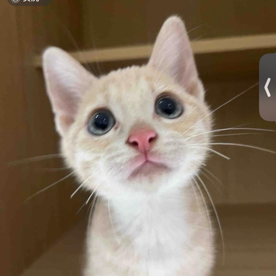 宣威猫舍