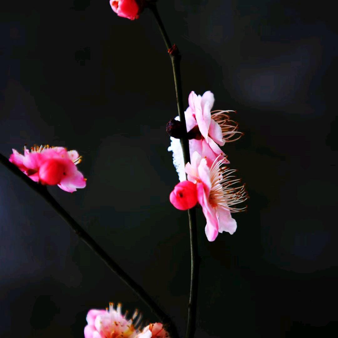 叶子