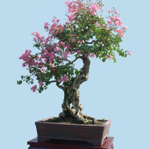 小老表盆景园艺