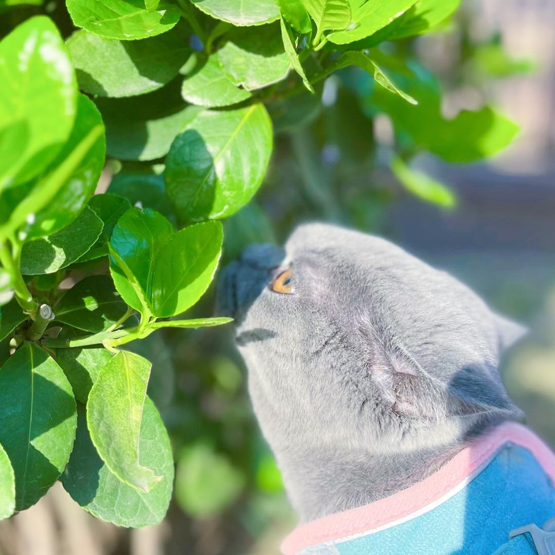 幻想派