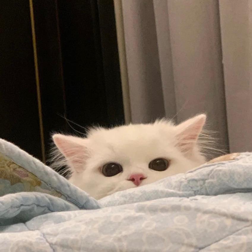 Wua