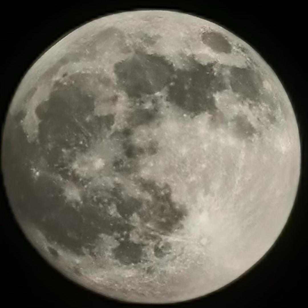 晚楊