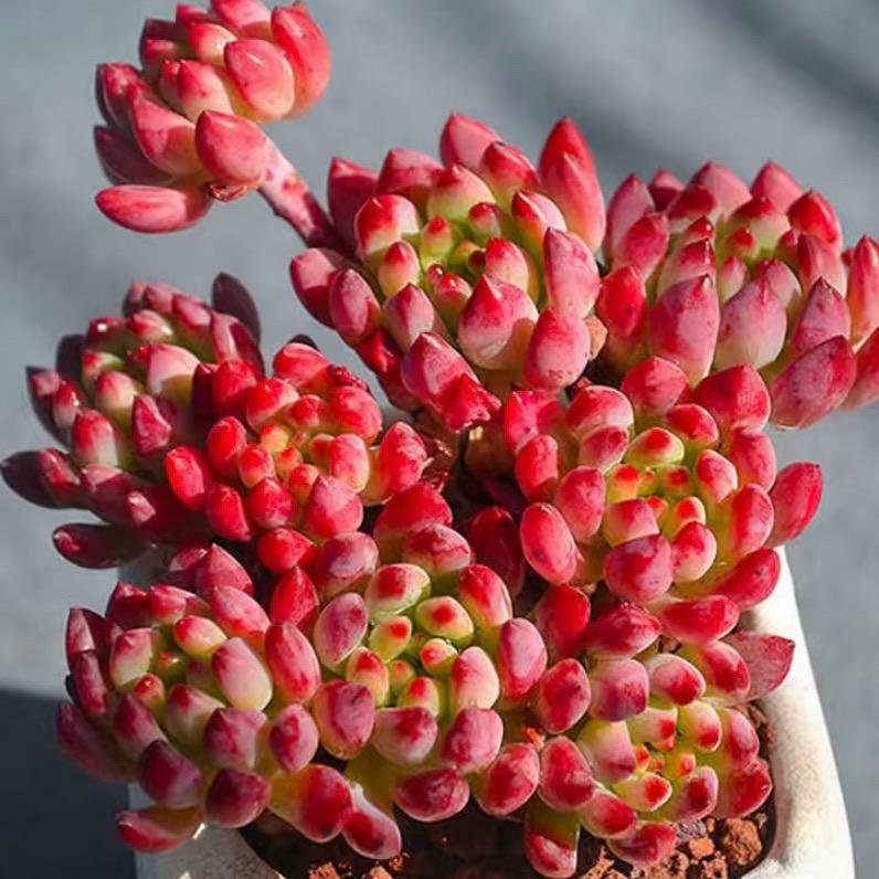 小小多肉植物家园