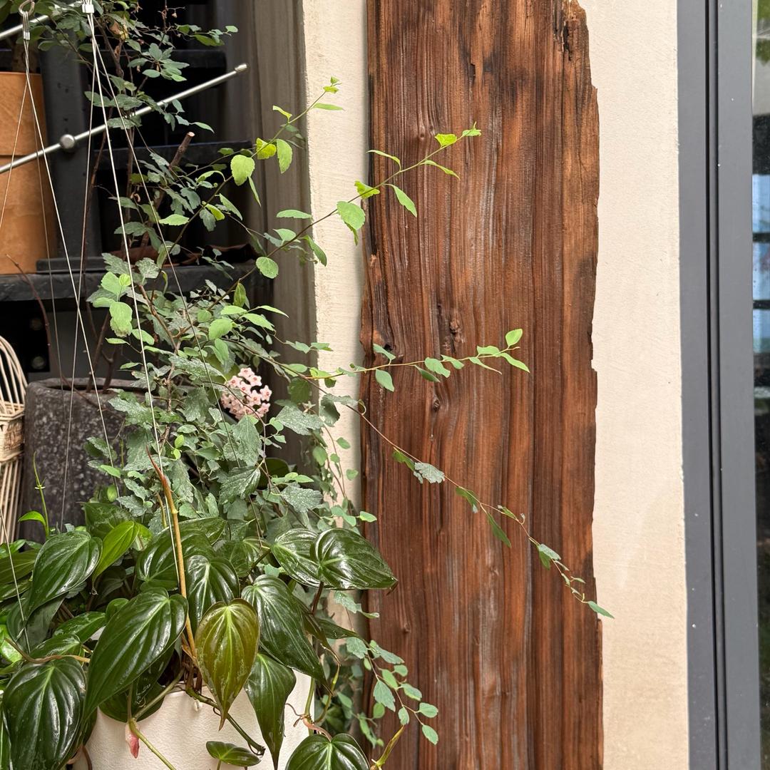 云南树瘤大大怪