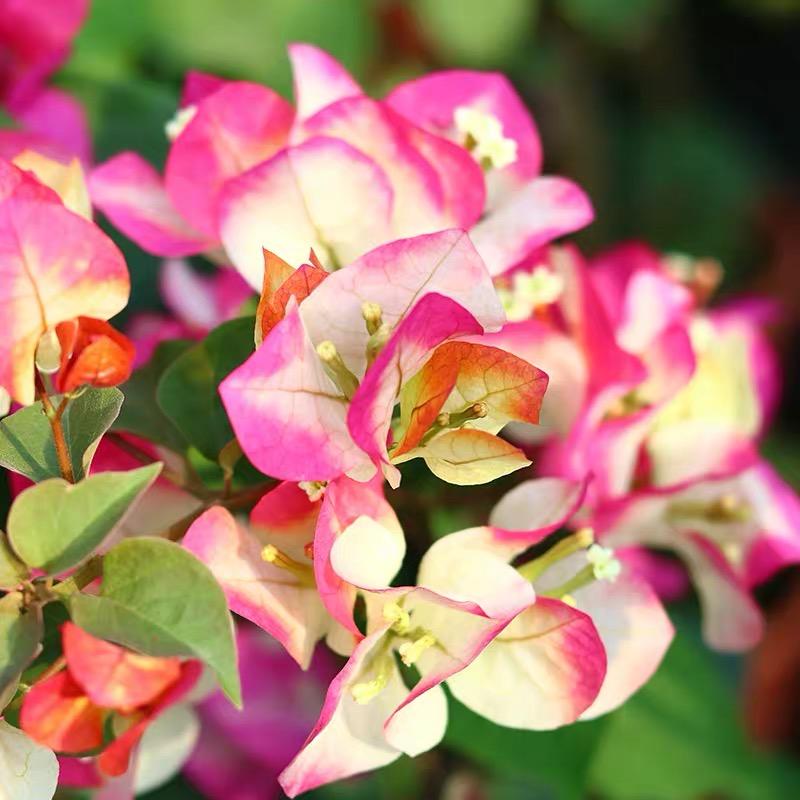芳蕊三角梅花卉小铺