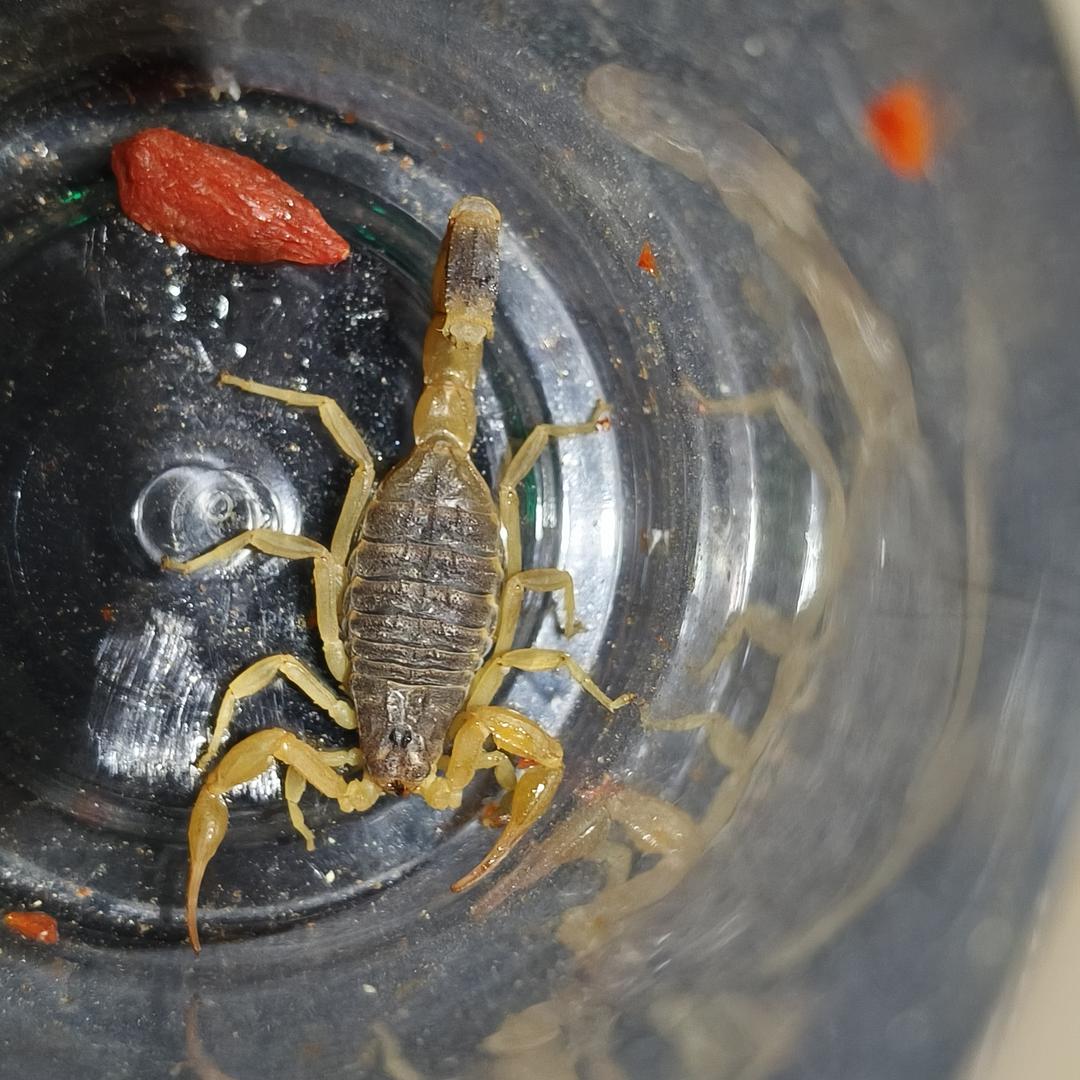 申公豹汽车销售