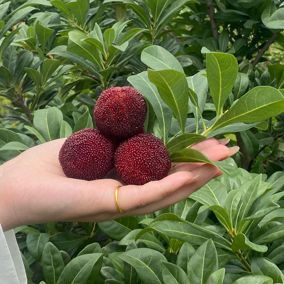 A隔壁杨梅老王（仙居杨梅）