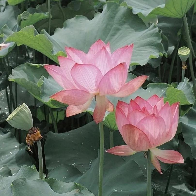 智善阁 杨老师
