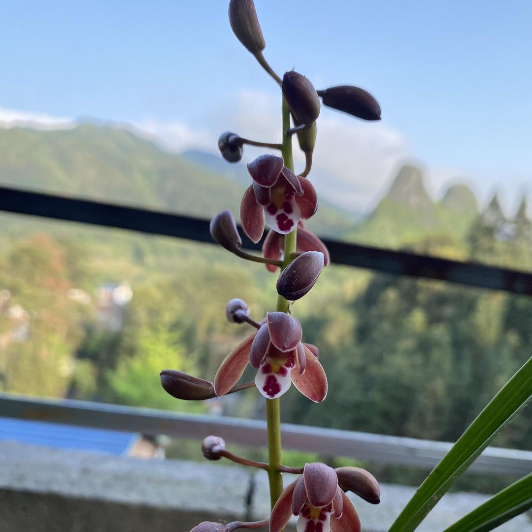 新农人金玲花卉店兰艺