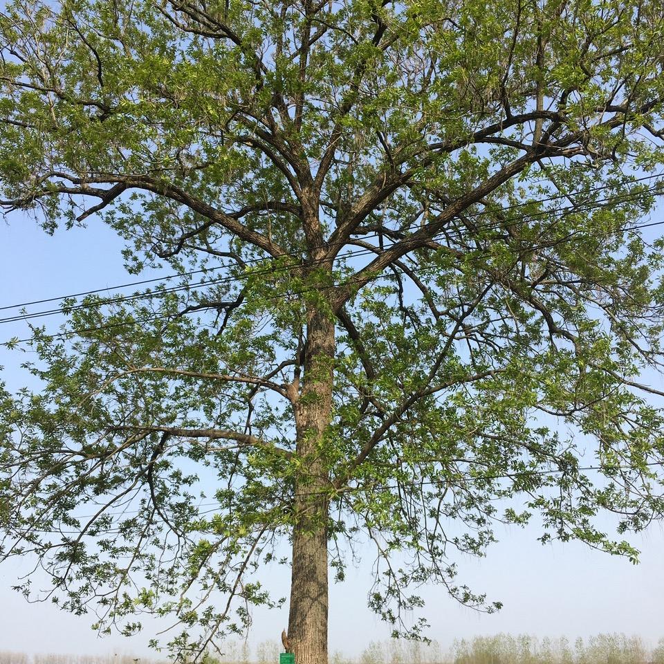 @飞马
