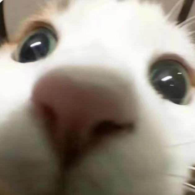 摩卡小猫