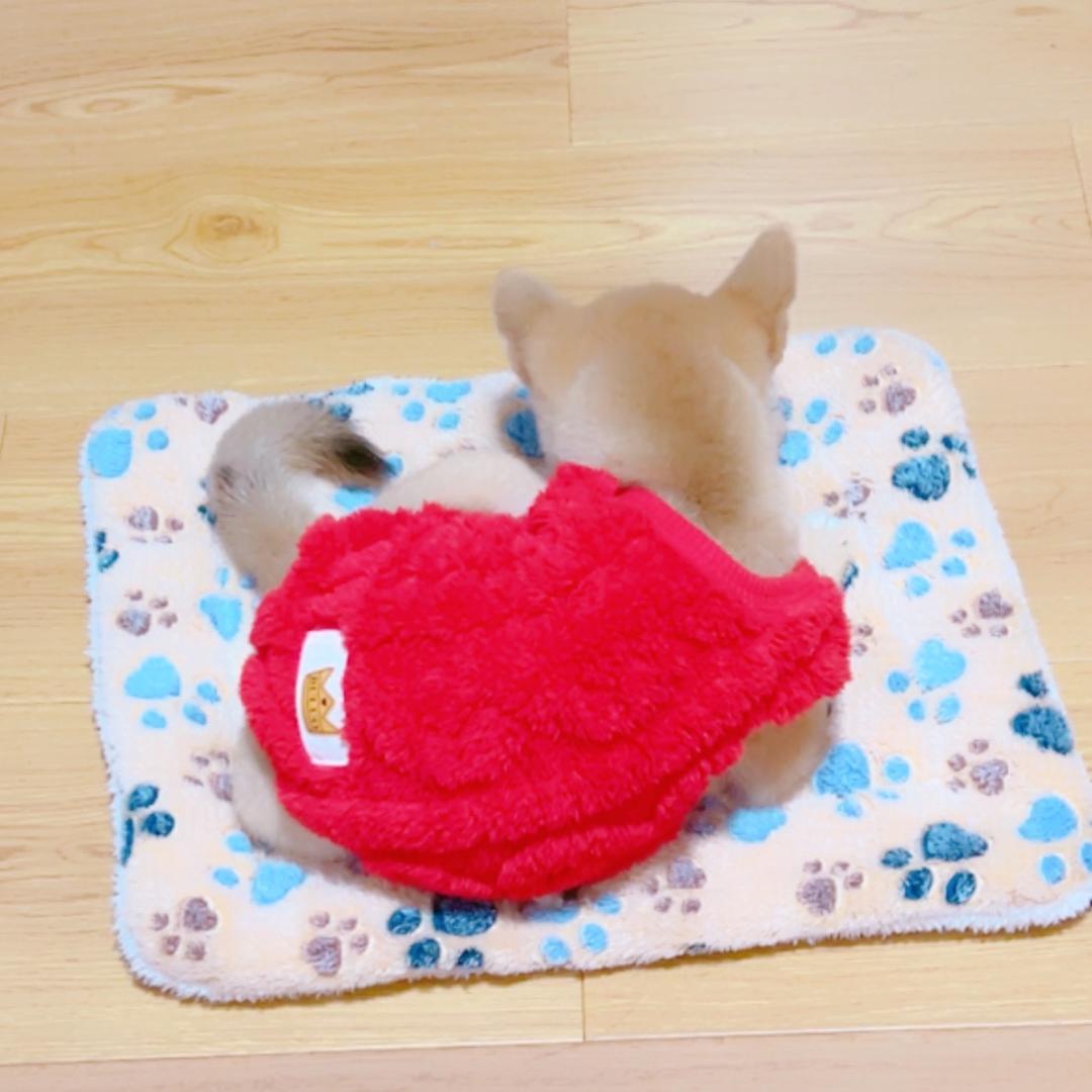 柴犬小A头像