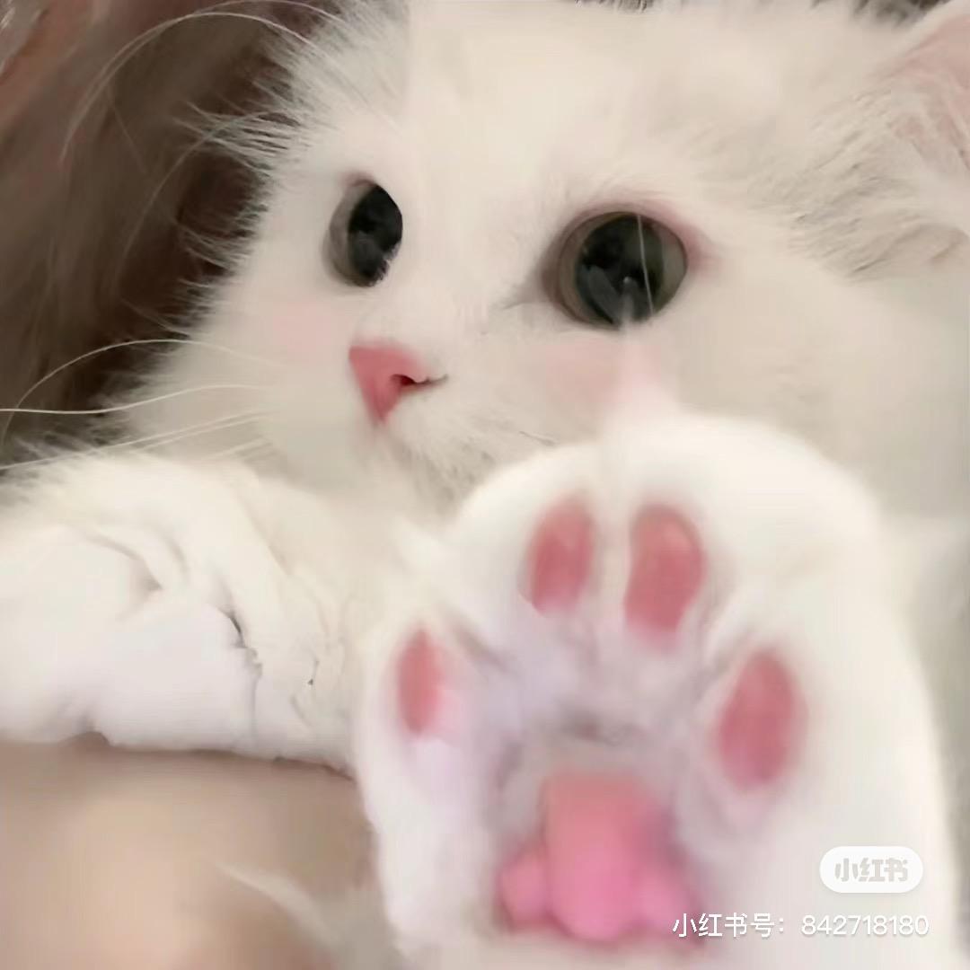 三角洲的狗