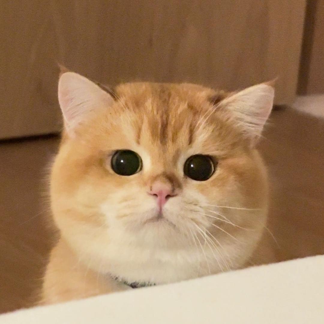 小蒜瓣瓣