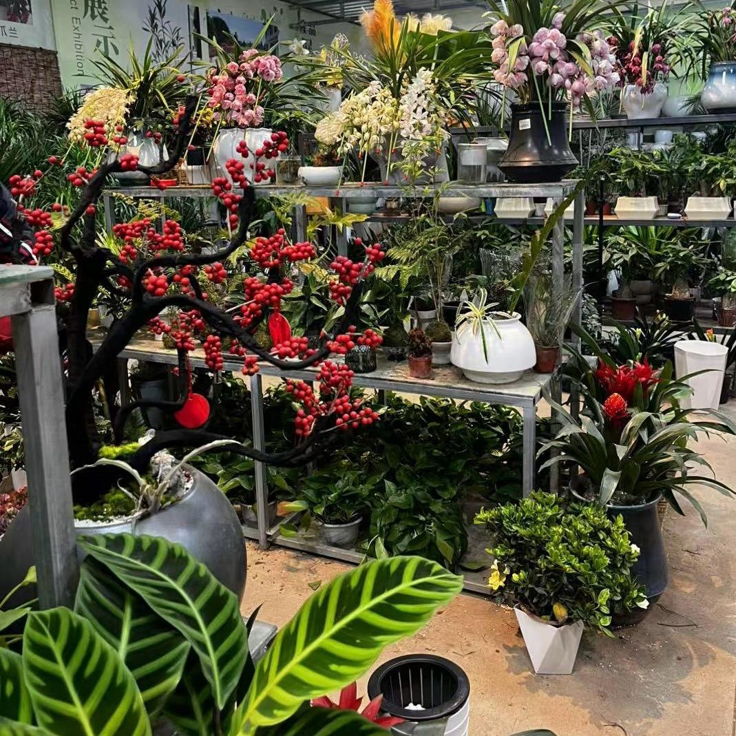 姜姐绿植仓