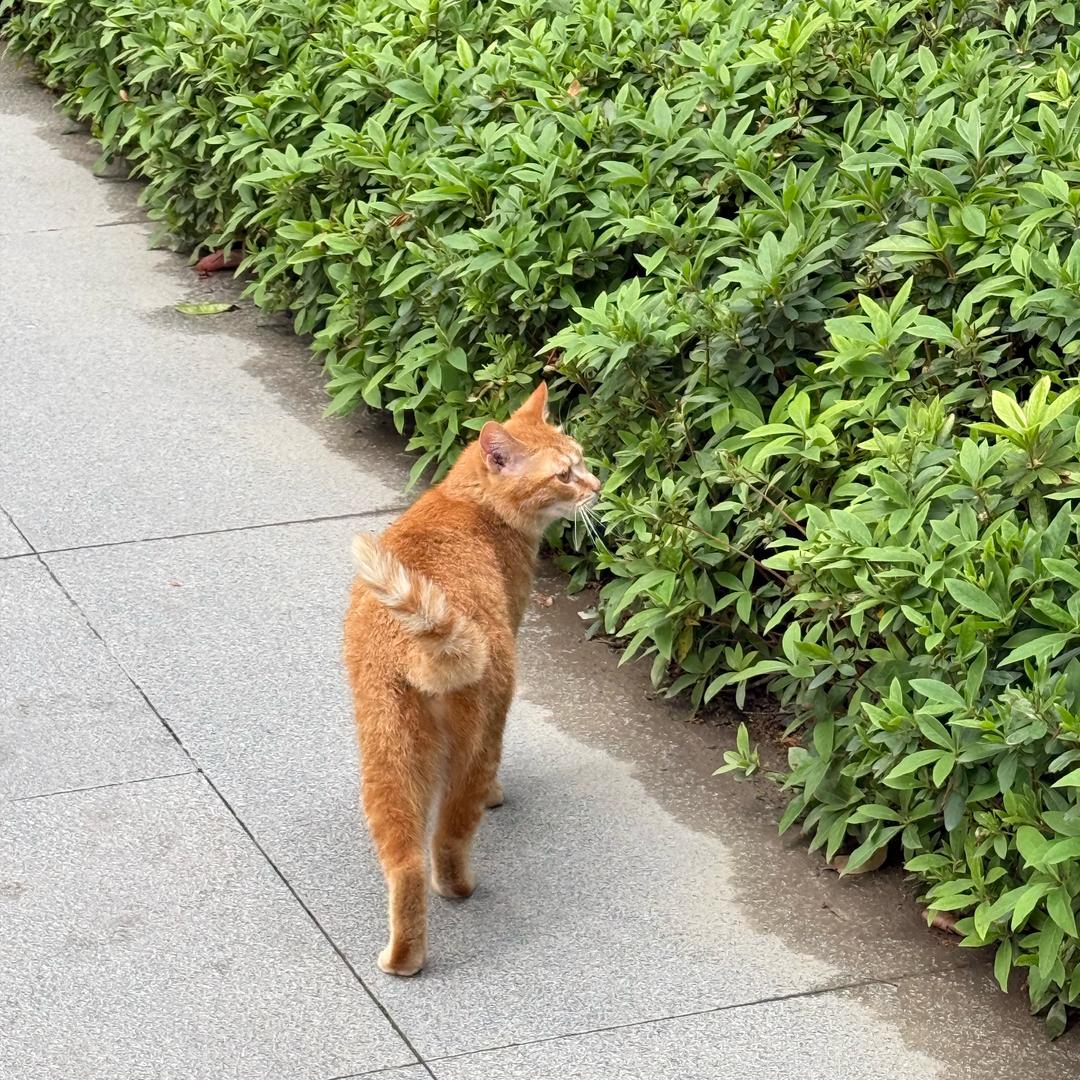 何但盛嘉咨询宠粉号的哦