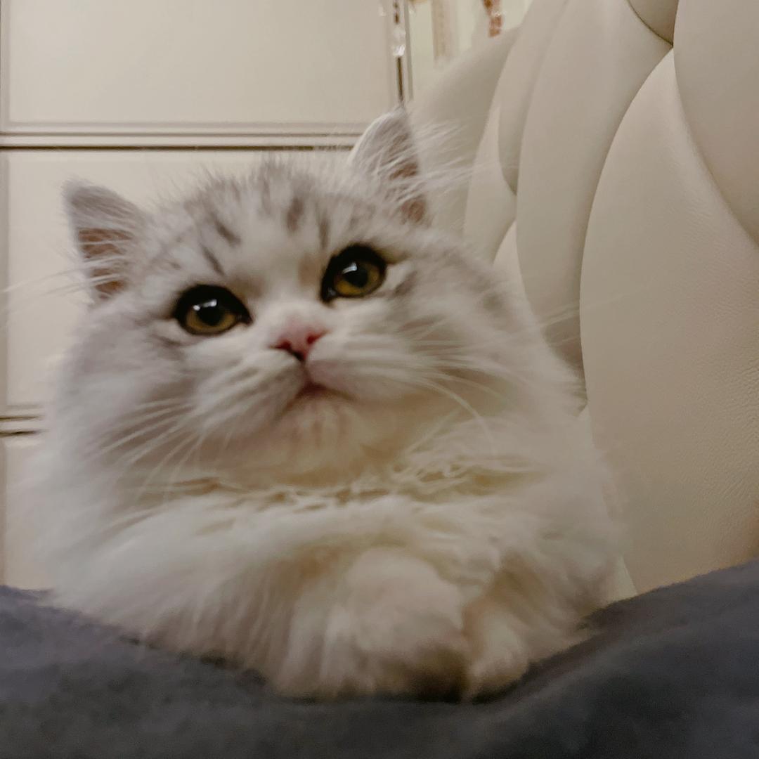 脑袋装着一头🐳