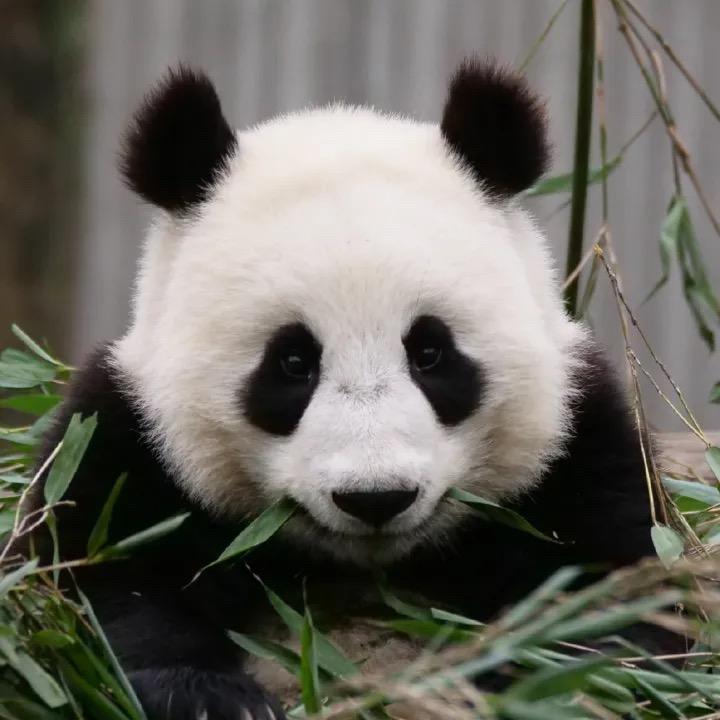 除恶铁汉唐门主头像