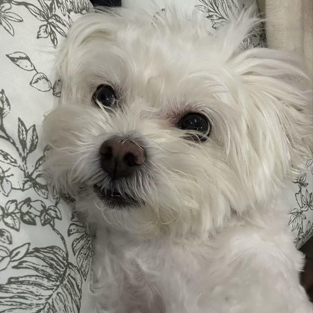 嘟嘟不白🐶