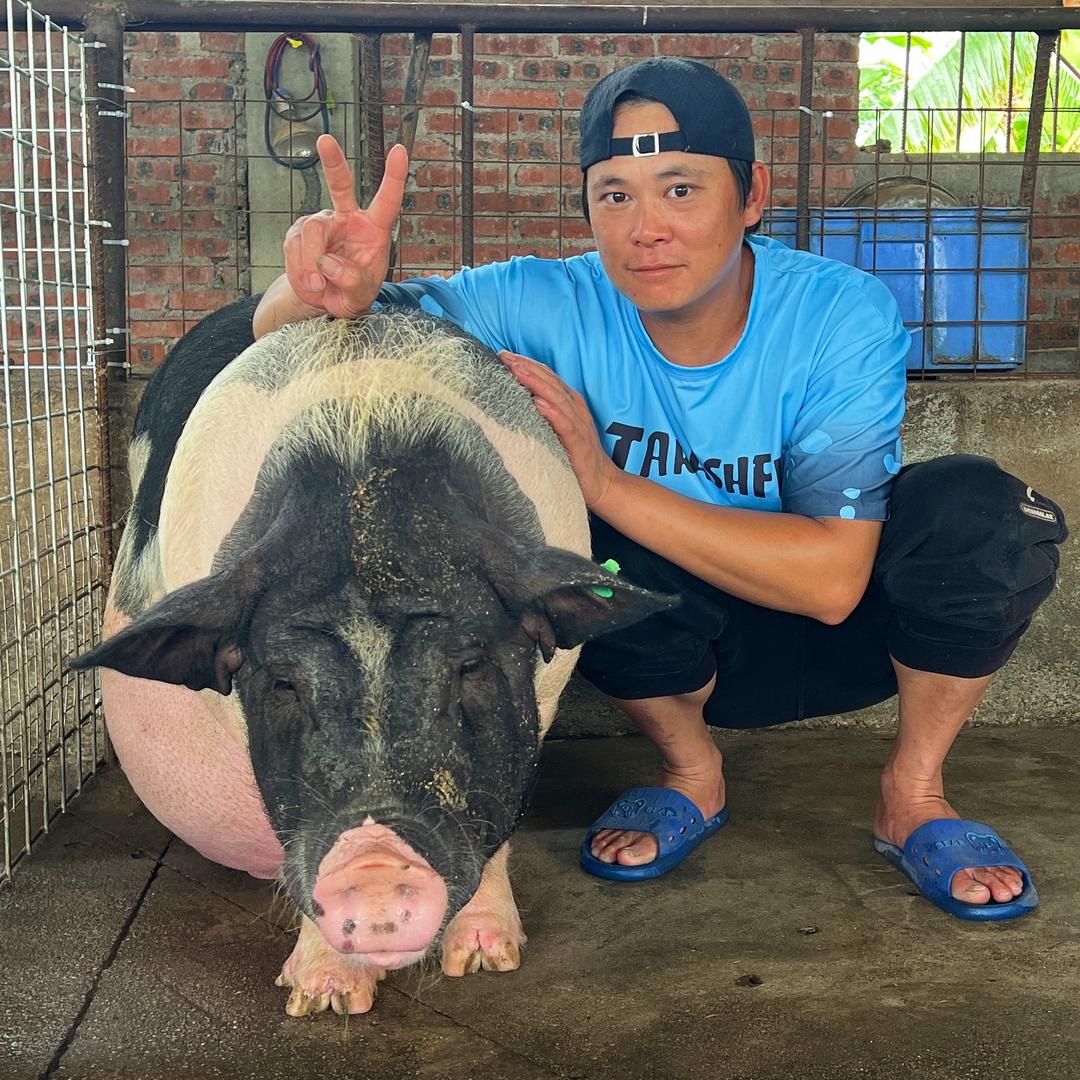 小梁·养猪🐷