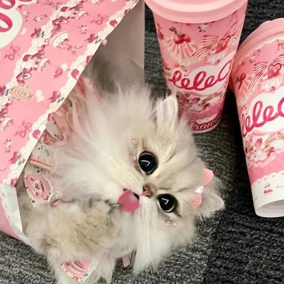时尚小猫