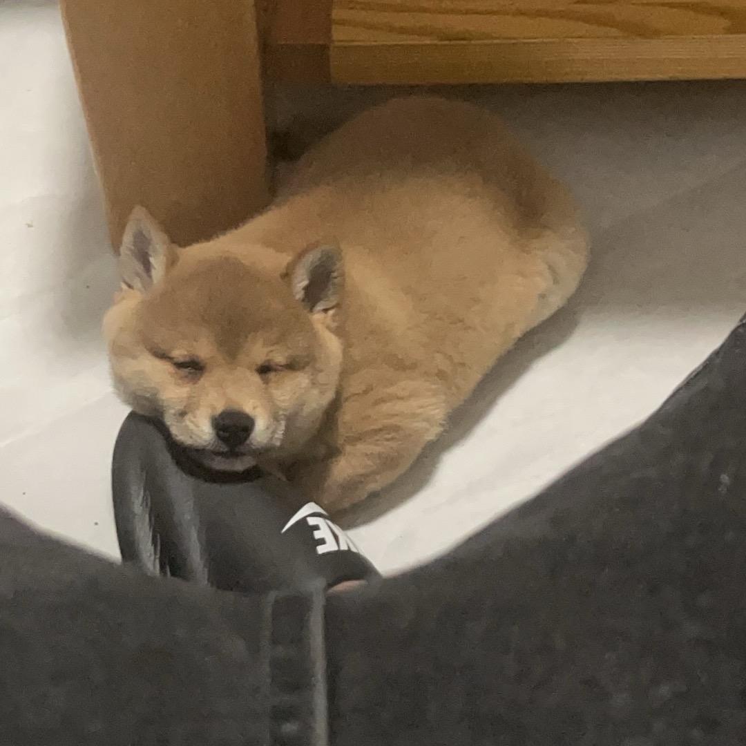 晓鱼