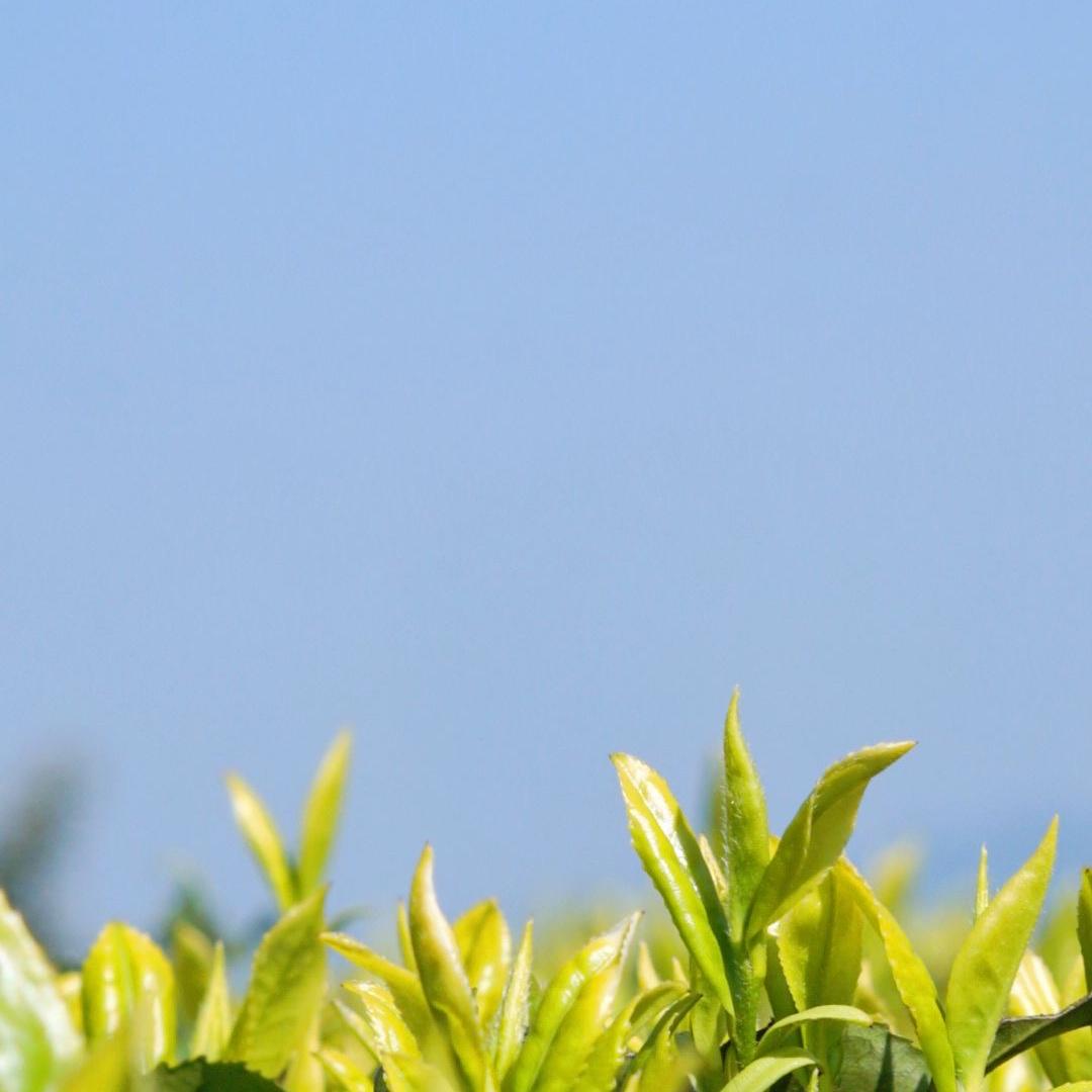 诚雅茗茶