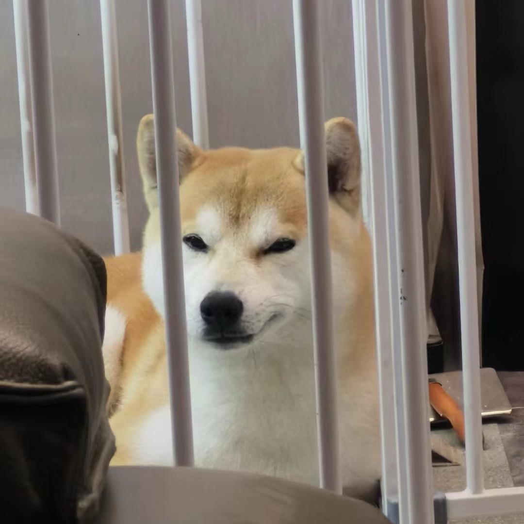 小柴柴悟空🐒
