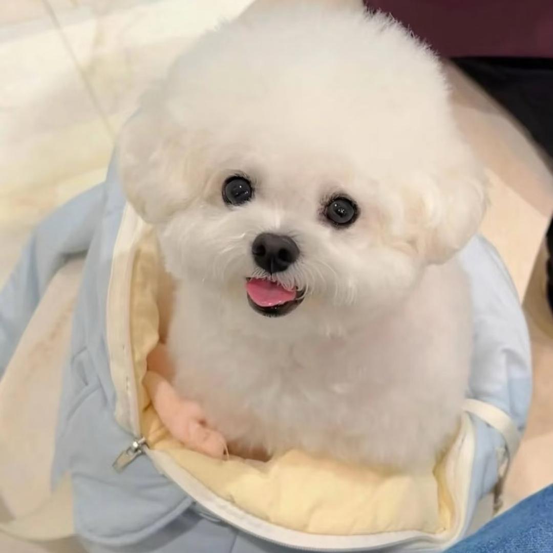 甜宝的韩系比熊—萌宠之家