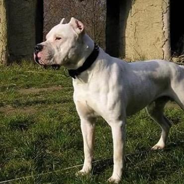 巅峰犬舍