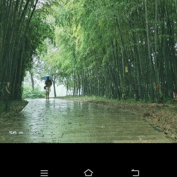 沐浴春枫