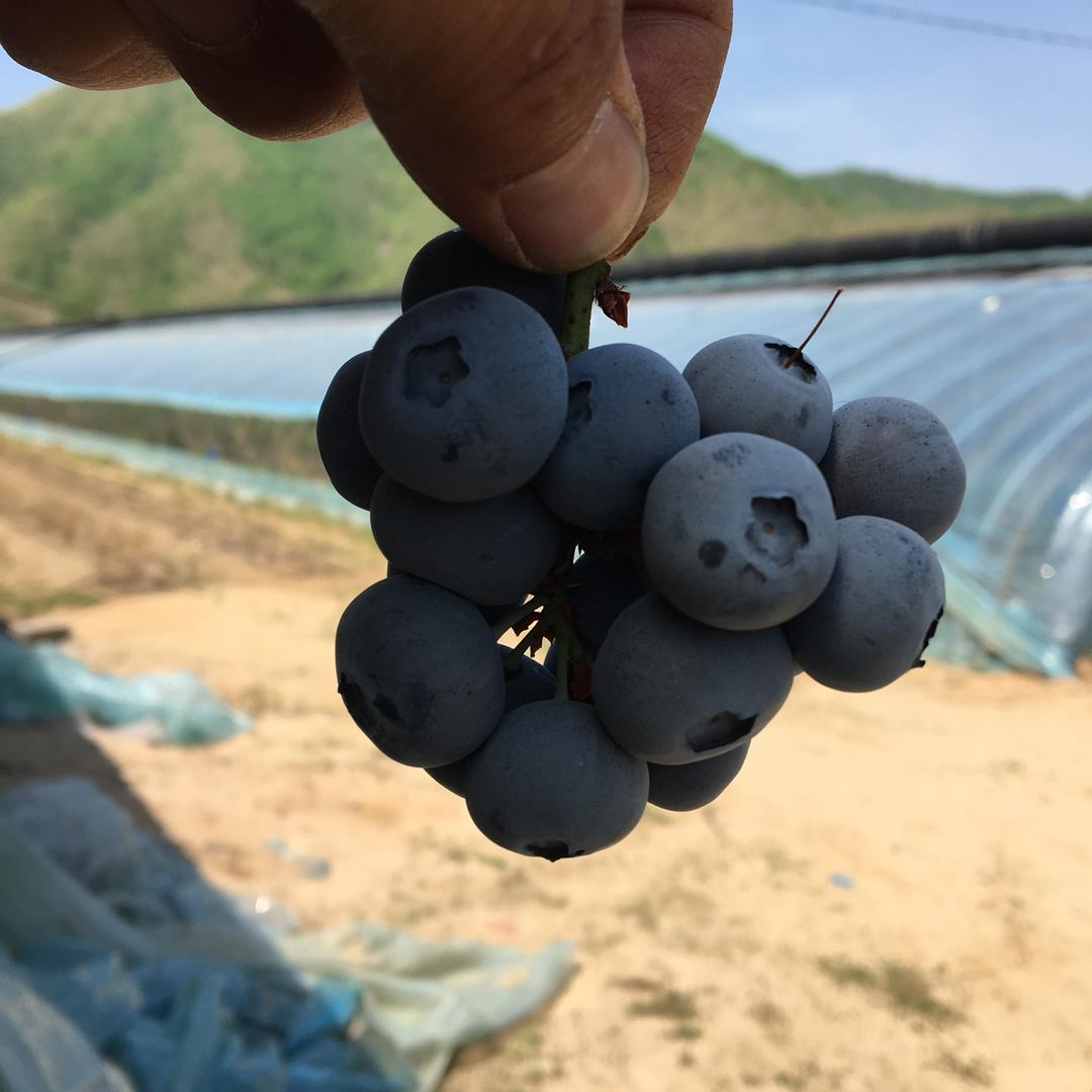 人玮农业张剑