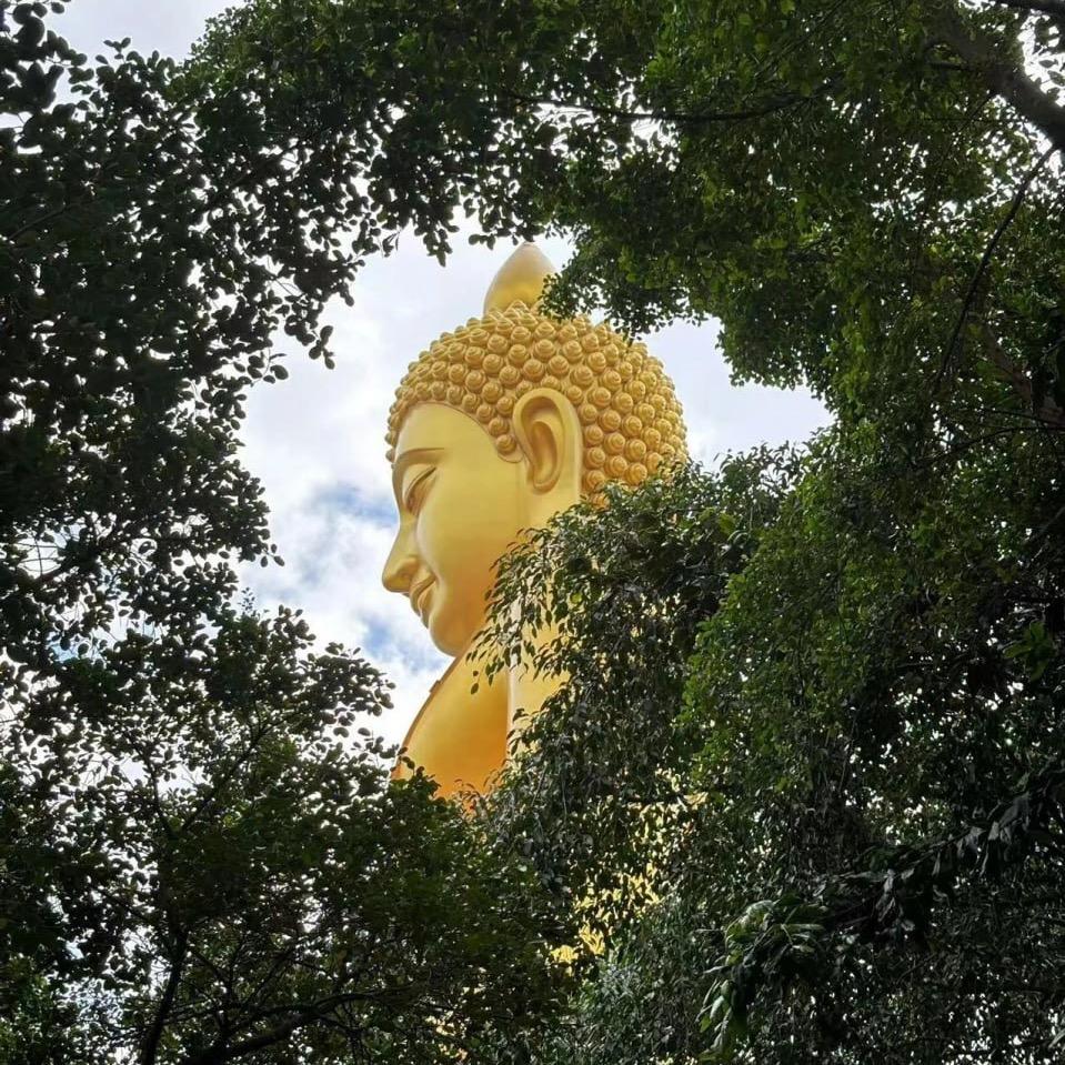 梓桦①