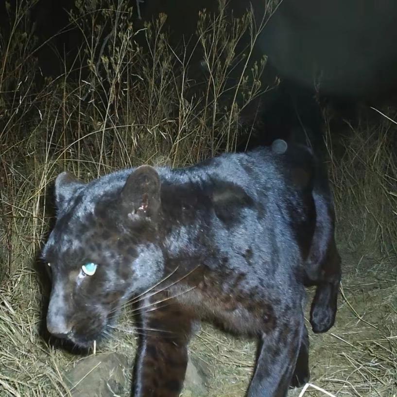 育苗助长曹教练