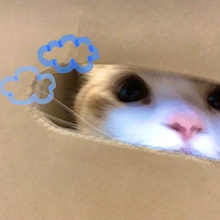 猫卷儿