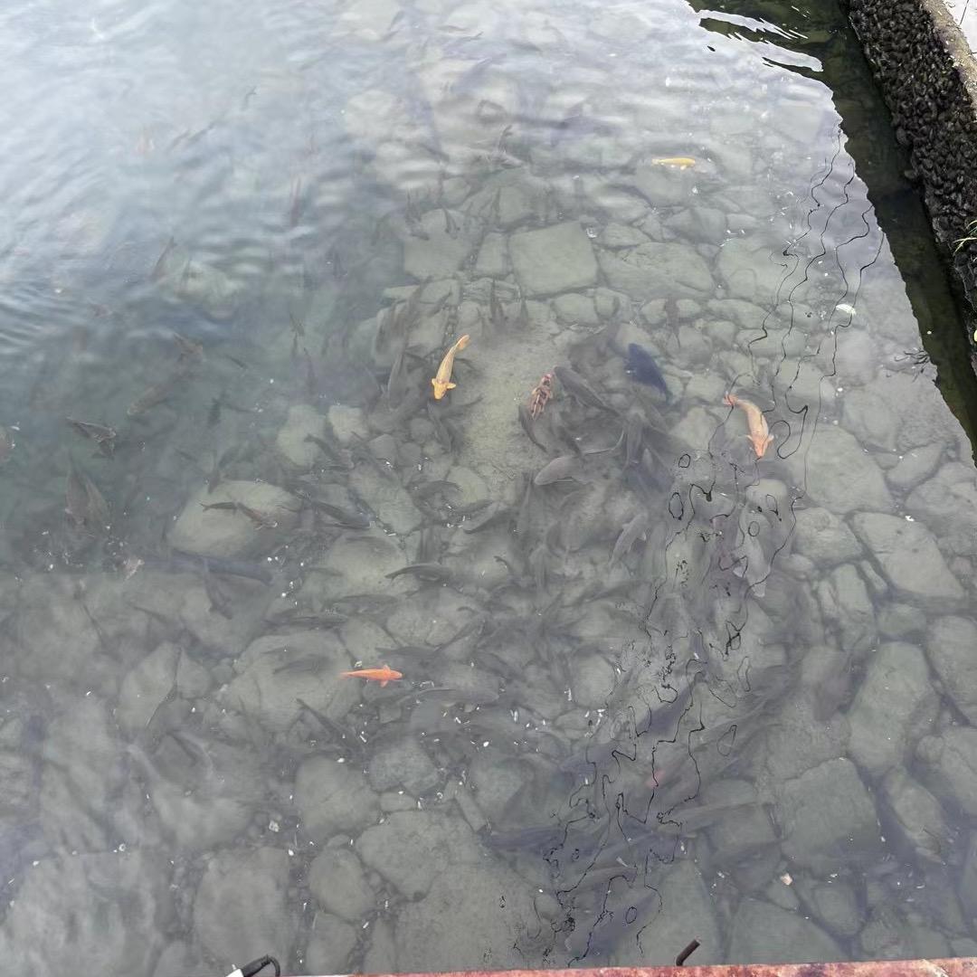 铁血柔