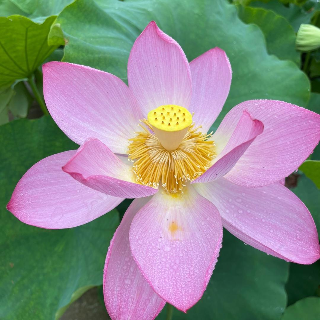 春水悠悠