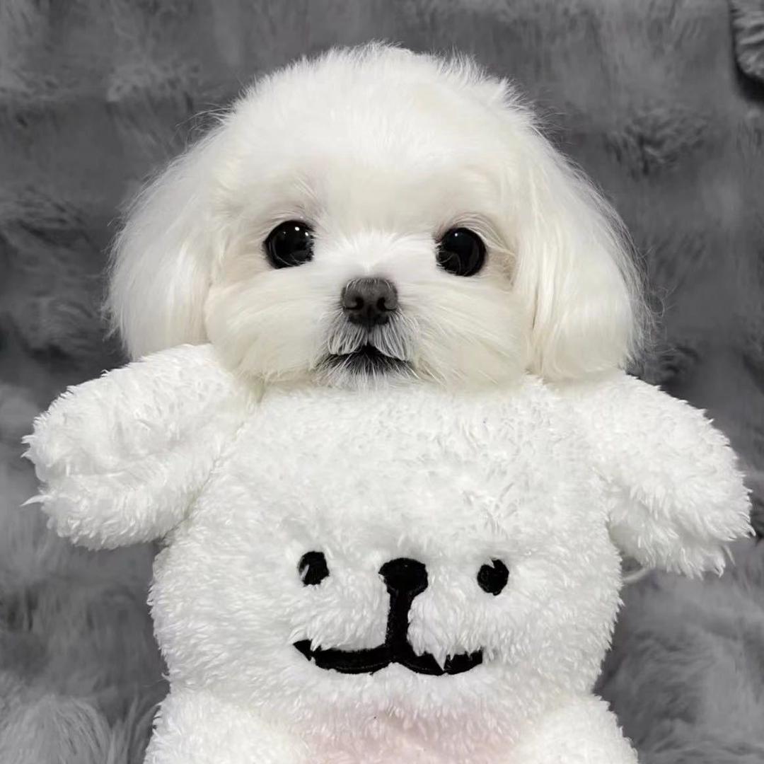 毒九德莱文-战神版